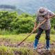 agricultor com enxada capinando e arbustos ao fundo